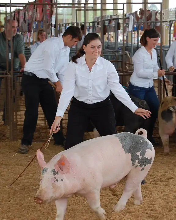 Jessica Murray showing pigs at the Clark County Fair in 2008. Wearing a white shirt and black pants. Pig is mostly w;hite with black splotches near the ears and tail.